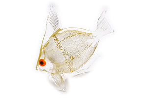 Pesce oro
