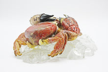 Load image into Gallery viewer, Crabs on rocks
