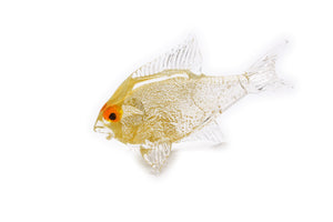 Pesce oro