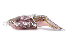 Load image into Gallery viewer, Giant cuttlefish
