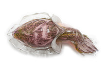 Load image into Gallery viewer, Giant cuttlefish
